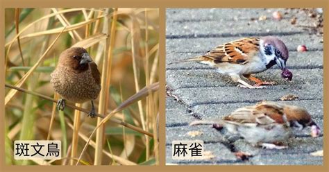 像麻雀的鳥|鳥類名稱：斑文鳥